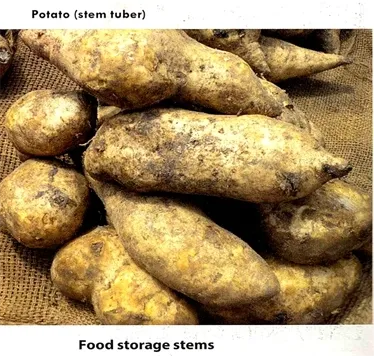 Food storage stems
