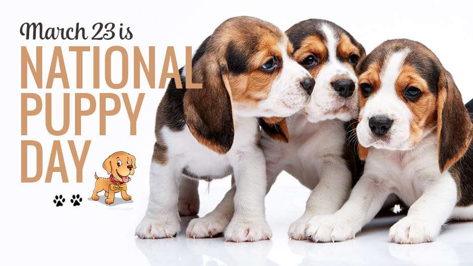 National Puppy Day Wishes for Whatsapp