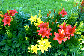 lilies, lily, red lily, red lilies, yellow lily, yellow lilies, garden