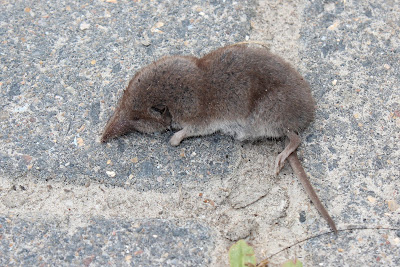 Huisspitsmuis - Hûspipermûs - Crocidura russula