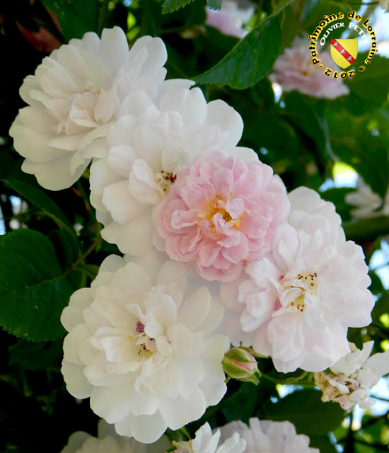 VILLERS-LES-NANCY (54) - La roseraie du Jardin botanique du Montet - Rosa moschata - Roses Paul's Himalayan musk