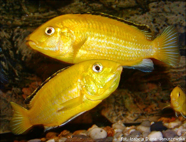 RYBY MALAWI - LABIDOCHROMIS CEARULEUS - AKWAPASJA