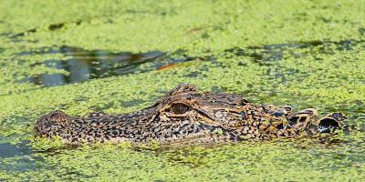 American alligator, Fort Worth Nature Center