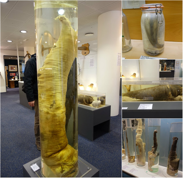 The Icelandic Phallological Museum