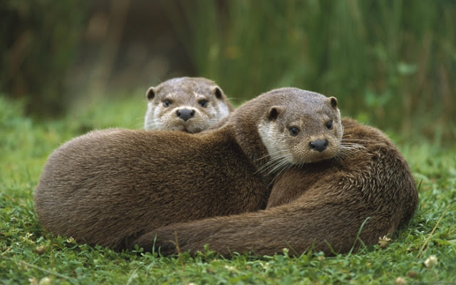 north american otter