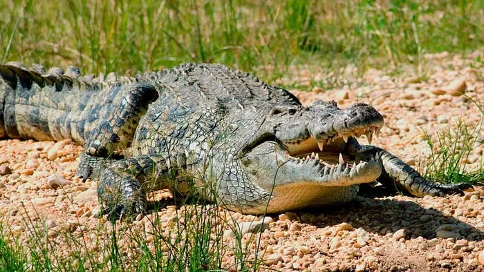 Nile Crocodile