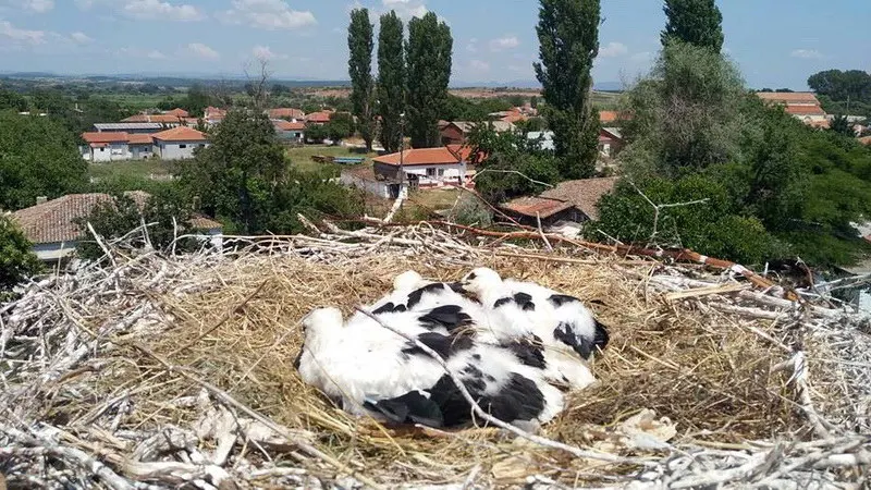 Με μεγάλη επιτυχία το 4ο Φεστιβάλ Πελαργών στον Πόρο Φερών