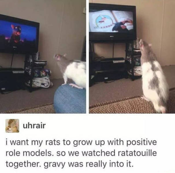 I want my rats to grow up with positive role models. So we watched ratatouille together. gravy was really into it.