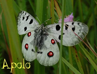 Borboleta Apolo