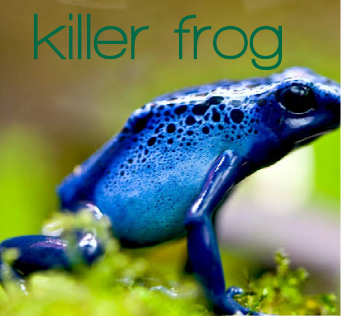 The poison killer dark blue frog 