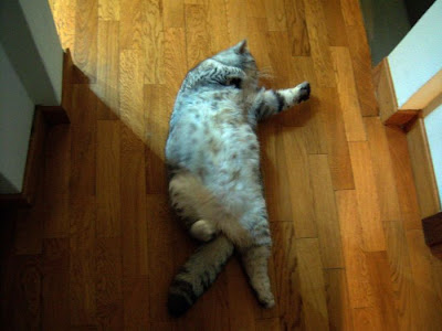 Fat Cat Giuly is a New Internet Sensation Seen On  www.coolpicturegallery.us