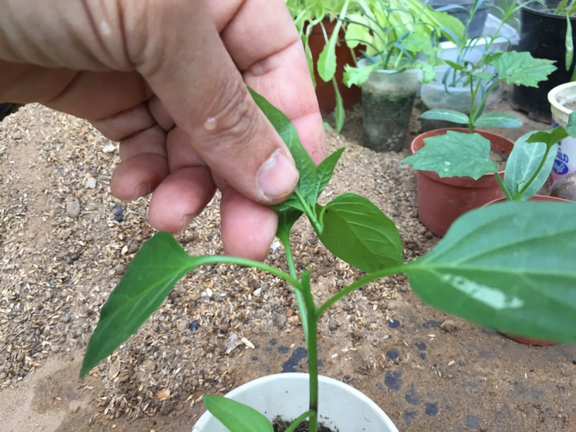 There are several reasons you may want to prune peppers. One reason is to help the pepper plants develop stronger sturdier stems. Another reason is to force or create a bushier plant with more side shoots which leads to more flowers and potentially more peppers.