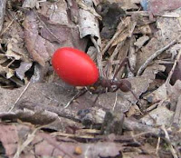 ant with red poro seed