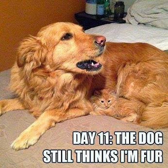 Funny cat and dog pic