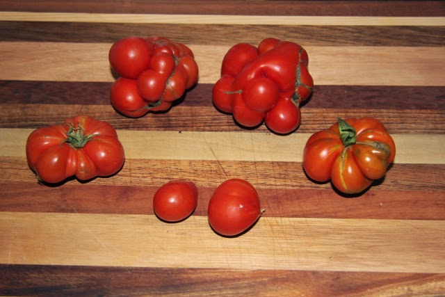 permaculture tomatoes