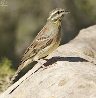 Escribano soteño (Emberiza cirlus) 