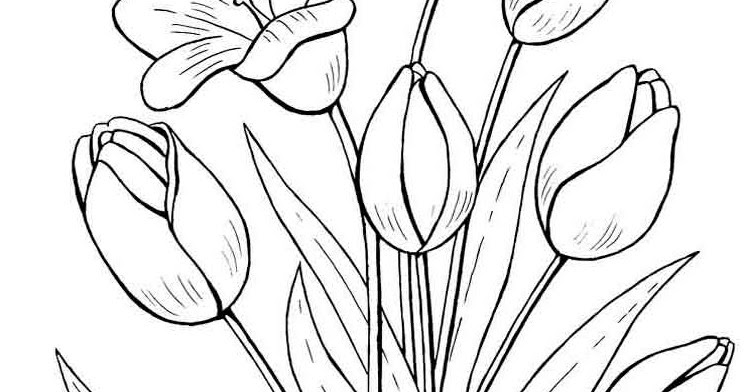 Gambar Mewarnai Bunga Tulip Terbaru  gambarcoloring