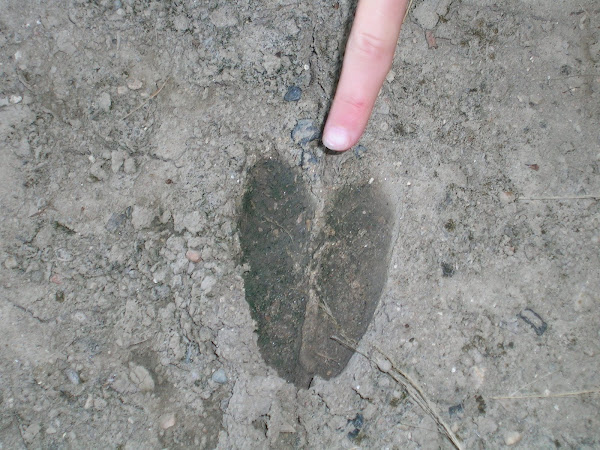 A deer track