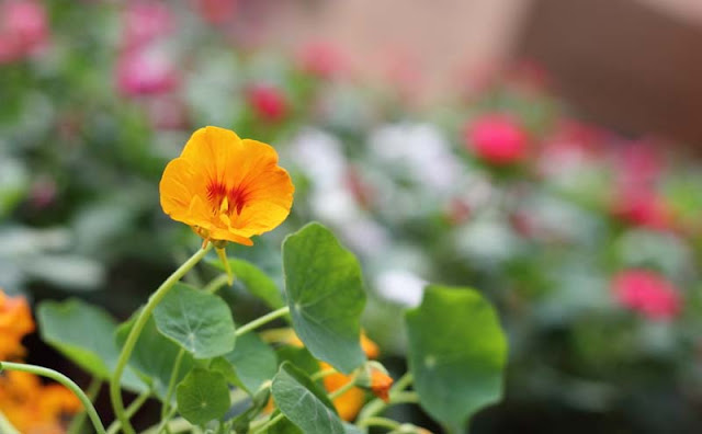 Nasturtium Flowers Pictures