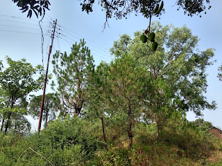 Bhullana, Baijnath, Kangra Valley, Himachal Pradesh