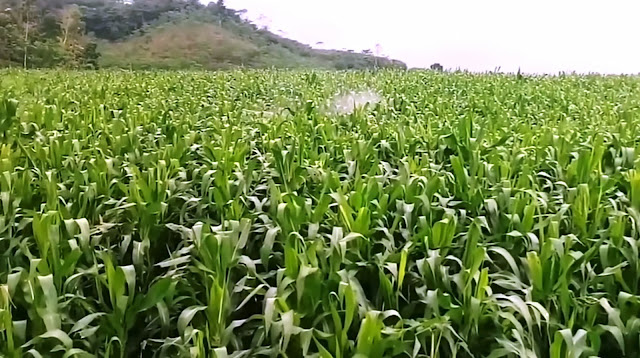 Lahan perkebunan jagung yang hampir panen