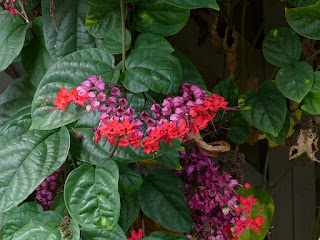 Clérodendron splendide - Clerodendrum splendens