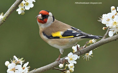 nice-colorful-sparrow-image-pic