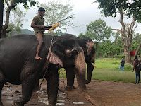 Mahout train for elephants