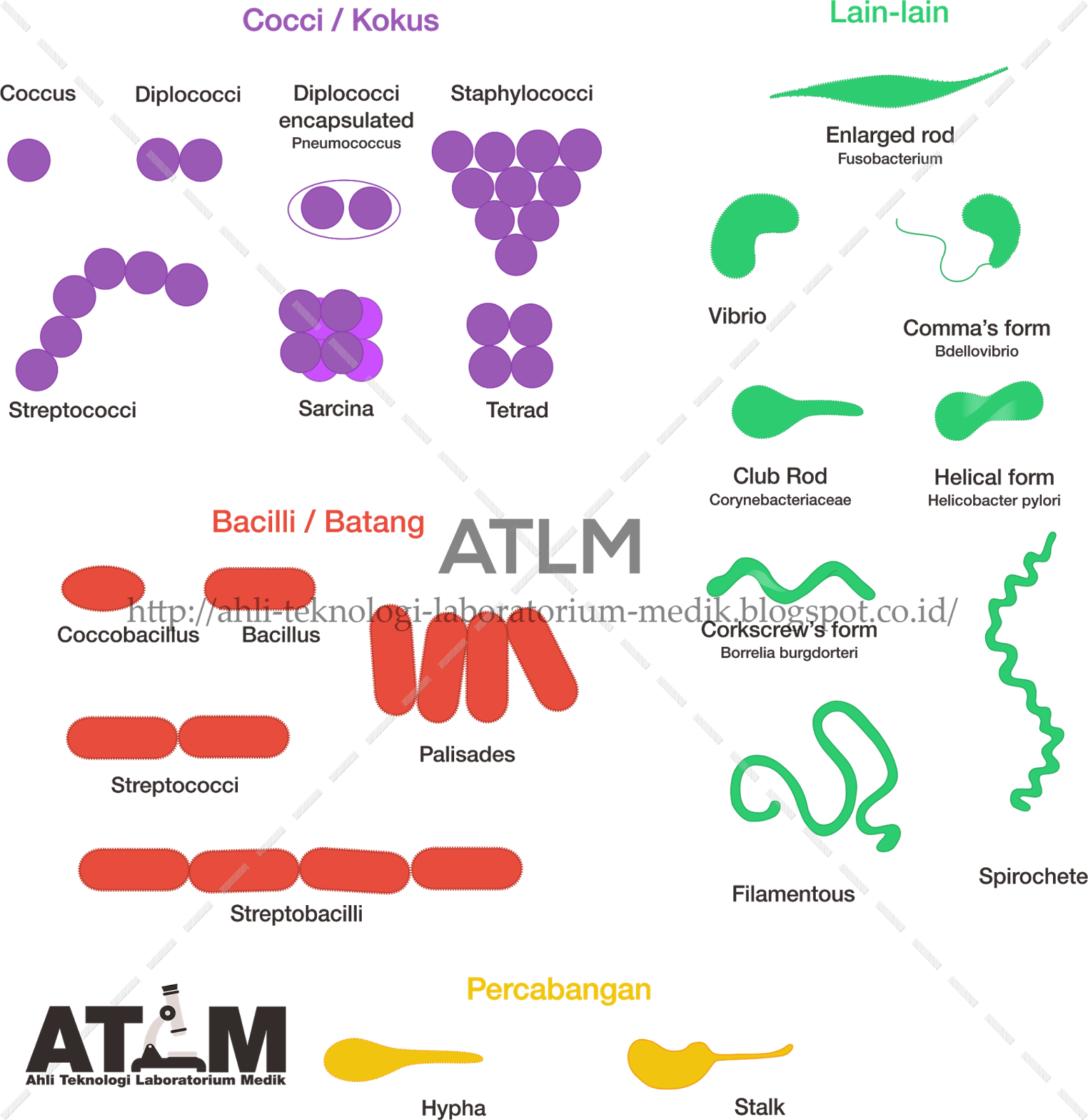 Mengenal Morfologi Bentuk  Sel Koloni dan Flagella Pada 