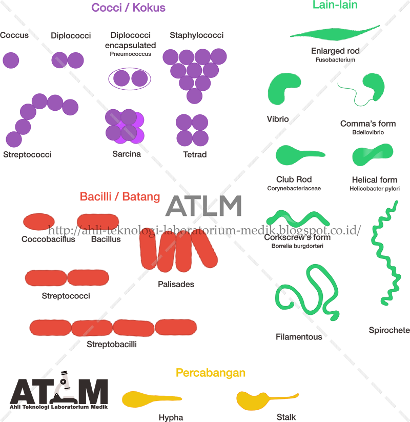 Ide Populer Perhatikan Gambar Bentuk Agregat Bakteri, Yang Populer!