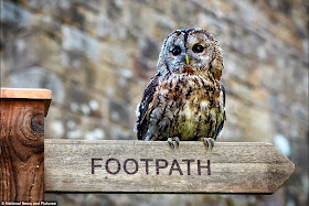 A Tawny Owl
