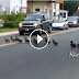 WARNING! Animals on the Road. Compilation [18+]