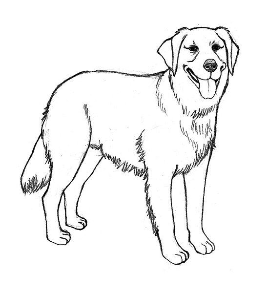 Download Pencil sketches and drawings: How to Draw a Golden Retriever