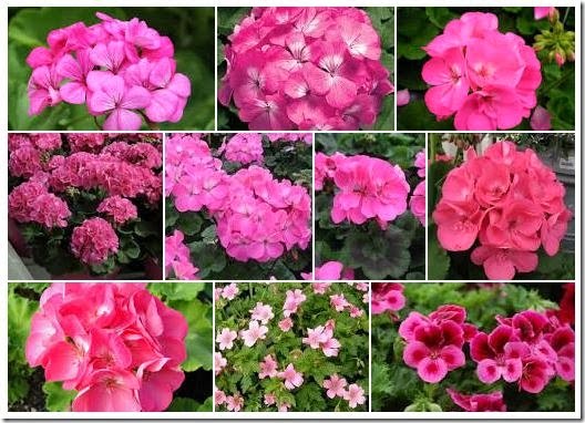 pinkgeraniums
