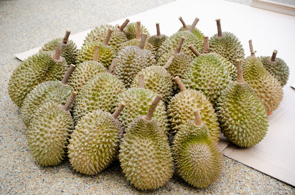 pesta durian shah alam 2017