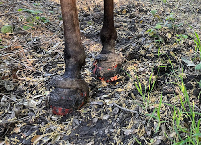 boots somewhere under the mud