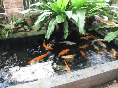 kolam ikan koi