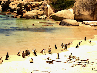 Penguins Boulders Beach Cape Town South Africa