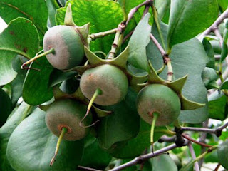 Urava Fruit Pictures