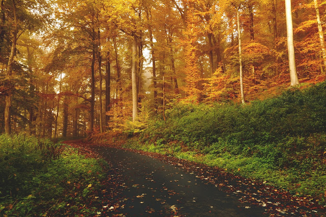 desktop wallpaper, wood, autumn, leaves, seasons, road