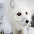 Arctic fox HD Wallpapers