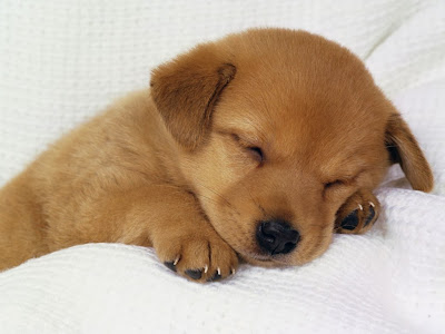 sleeping-cute-dog