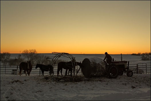 snow horses 135a