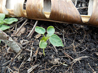 Papaya at 2 weeks old