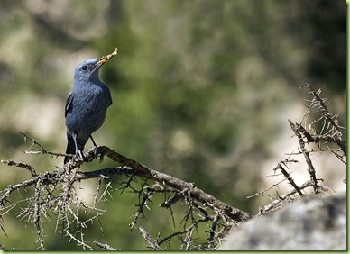 roquero solitario