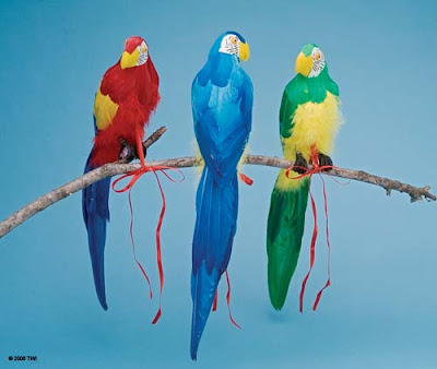 PARROT HD WALLPAPER FREE DOWNLOAD 10