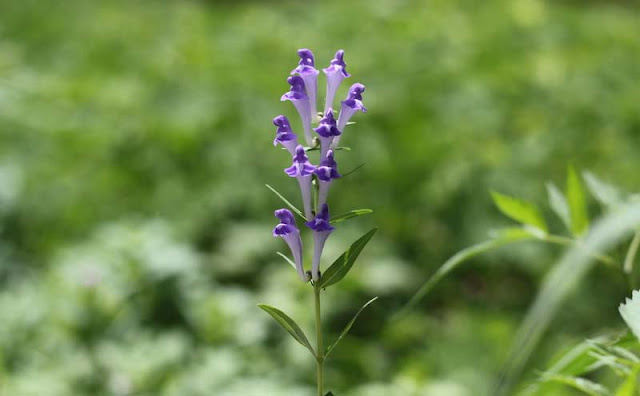 Baikal Skullcap Flowers Pictures