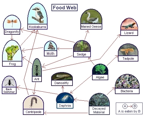 Food Chain Worksheet