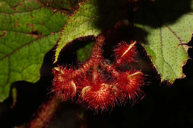 Begonia baviensis