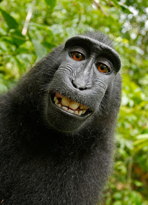 Chimpanzee in closeup smiling with his teeth showing